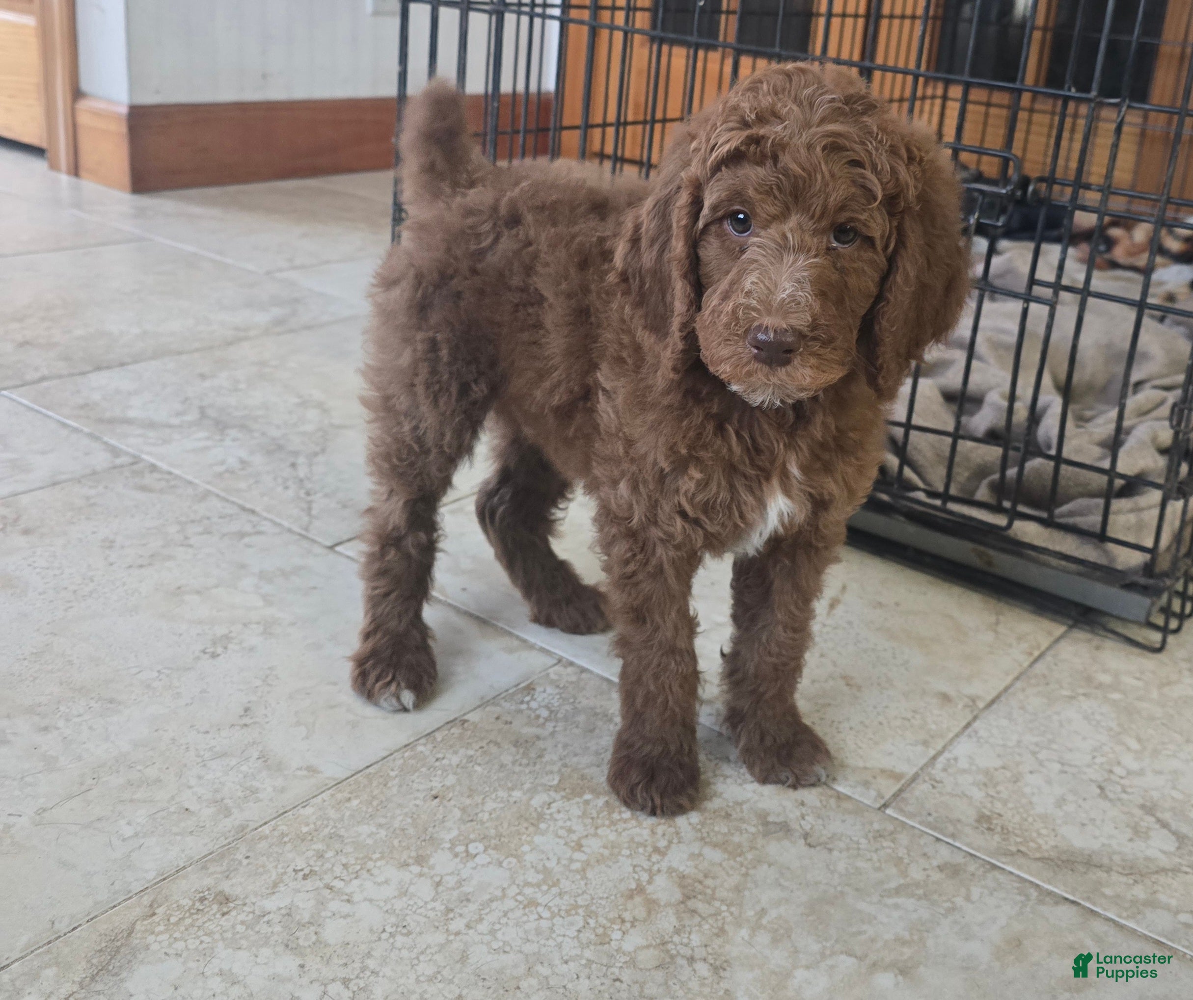 Standard Poodle dogs Theo - Ad 6