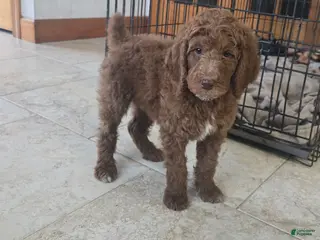 Standard Poodle dogs Theo - Ad 11