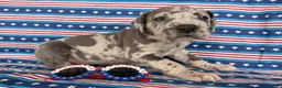Great Dane dogs for sale: Petunia Great Dane  - Ad 7