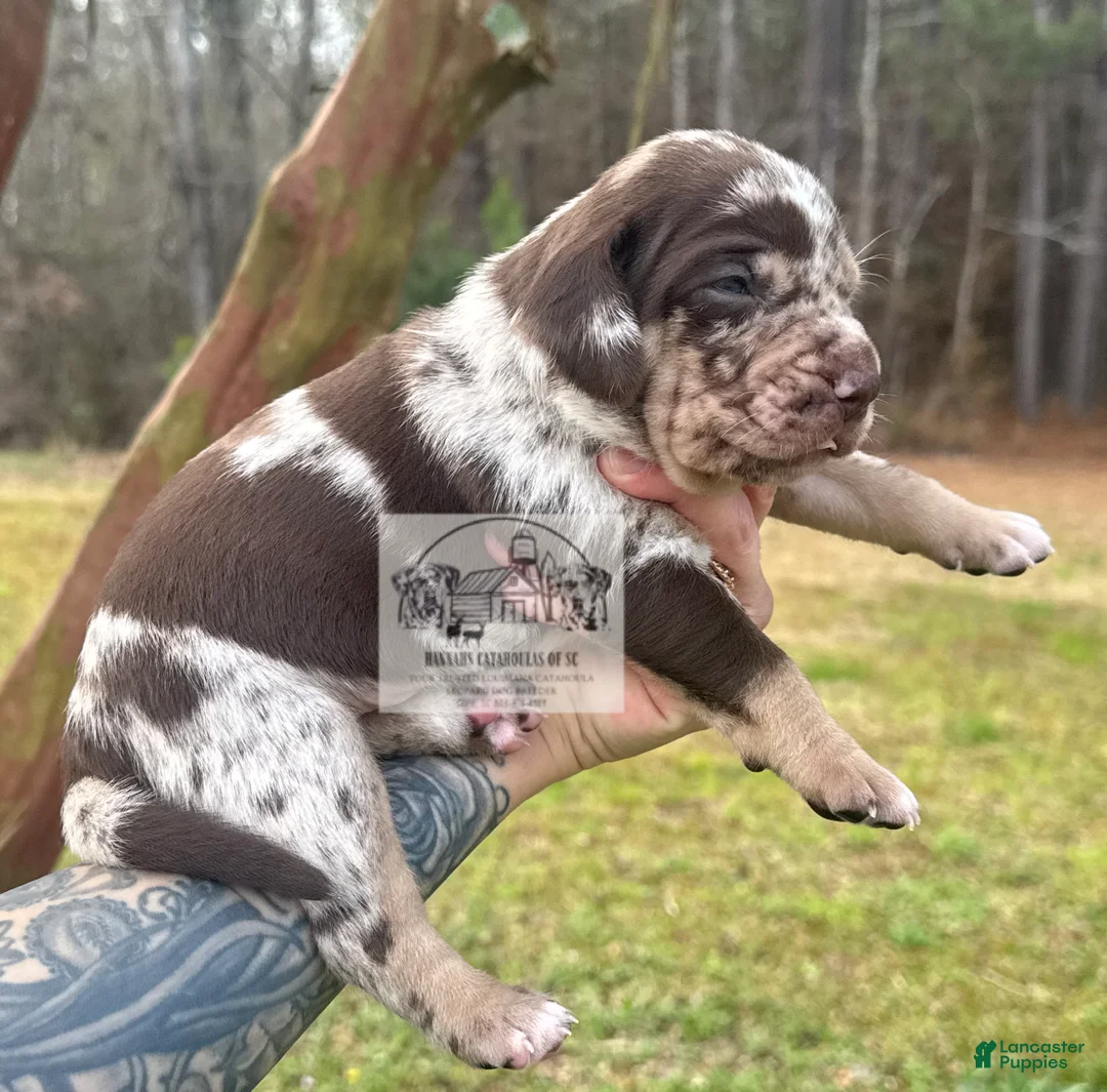 Catahoula Leopard Dog dogs for sale: Boy 1 - Ad 8