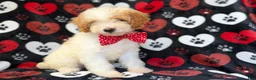 Cavapoo dogs for sale: Spike - Ad 2