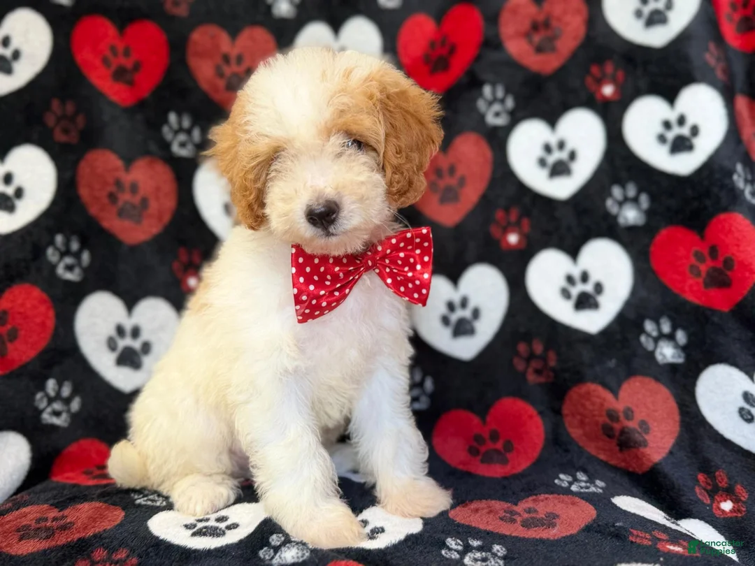 Cavapoo dogs for sale: Spike - Ad 2