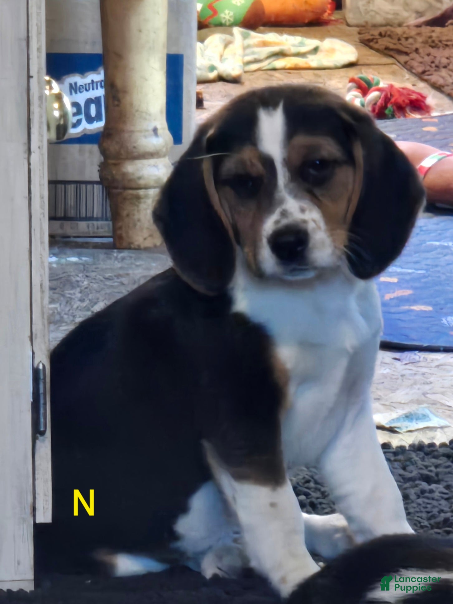 Beagle dogs Nikkie - Ad 10