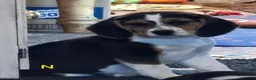 Beagle dogs for sale: Nikkie - Ad 1