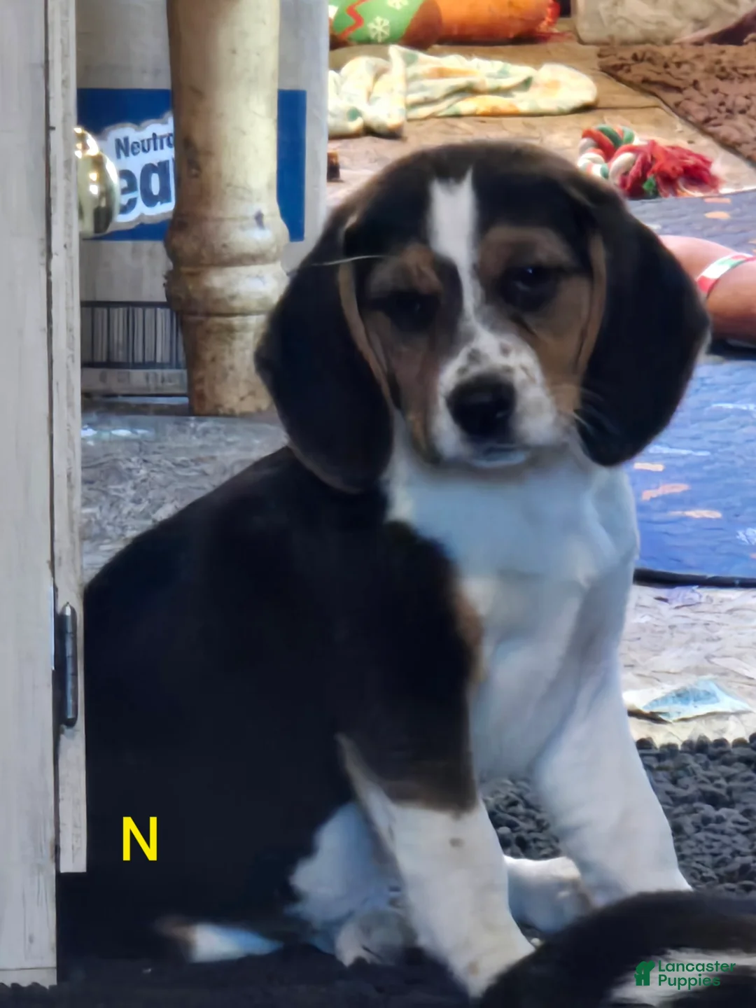 Beagle dogs for sale: Nikkie - Ad 1