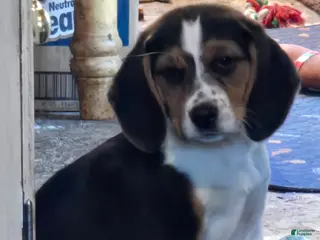 Beagle dogs Nikkie - Ad 10