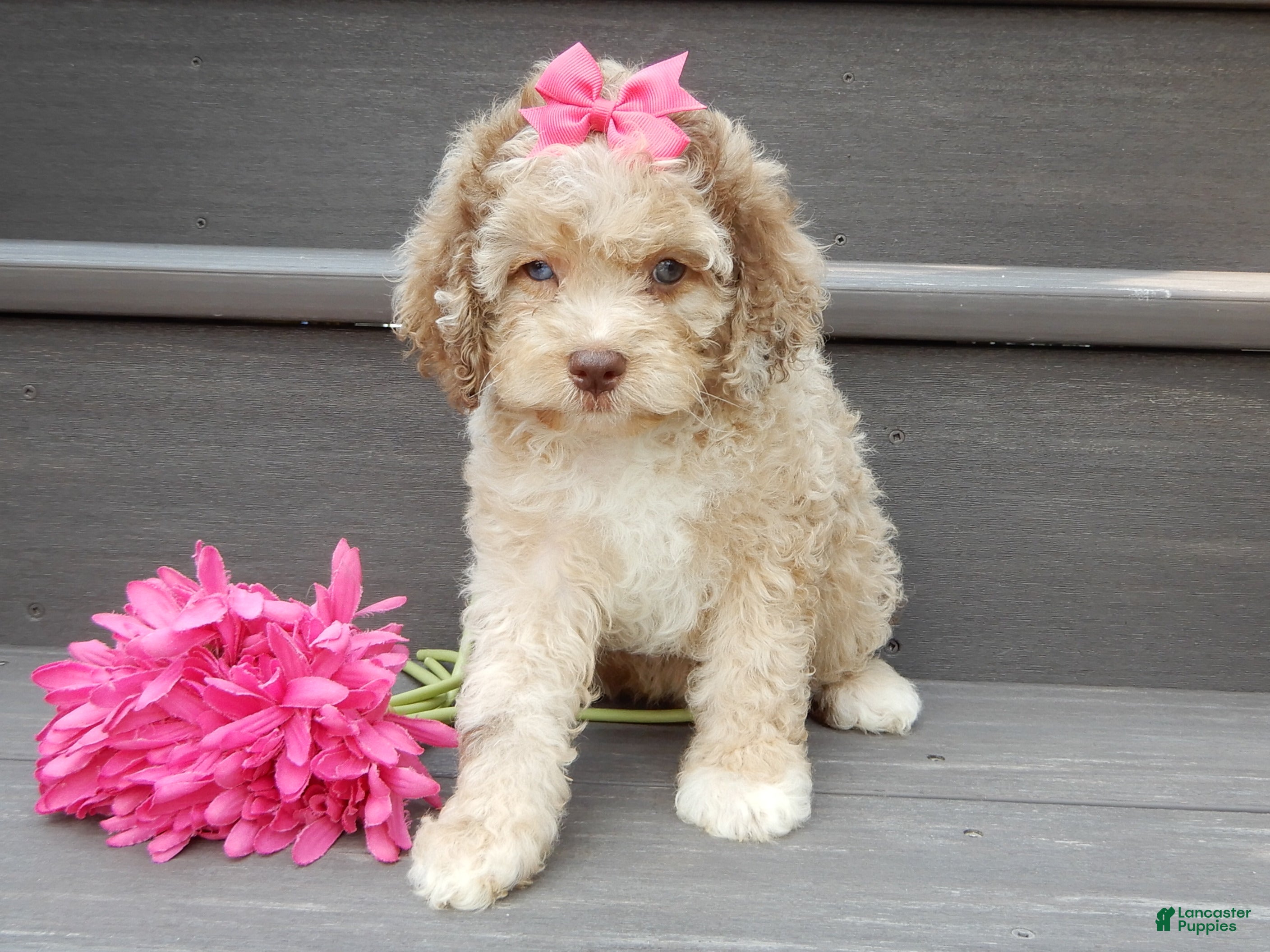 Cockapoo dogs Penny - Ad 2