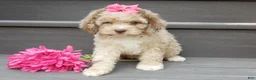 Cockapoo dogs for sale: Penny - Ad 2