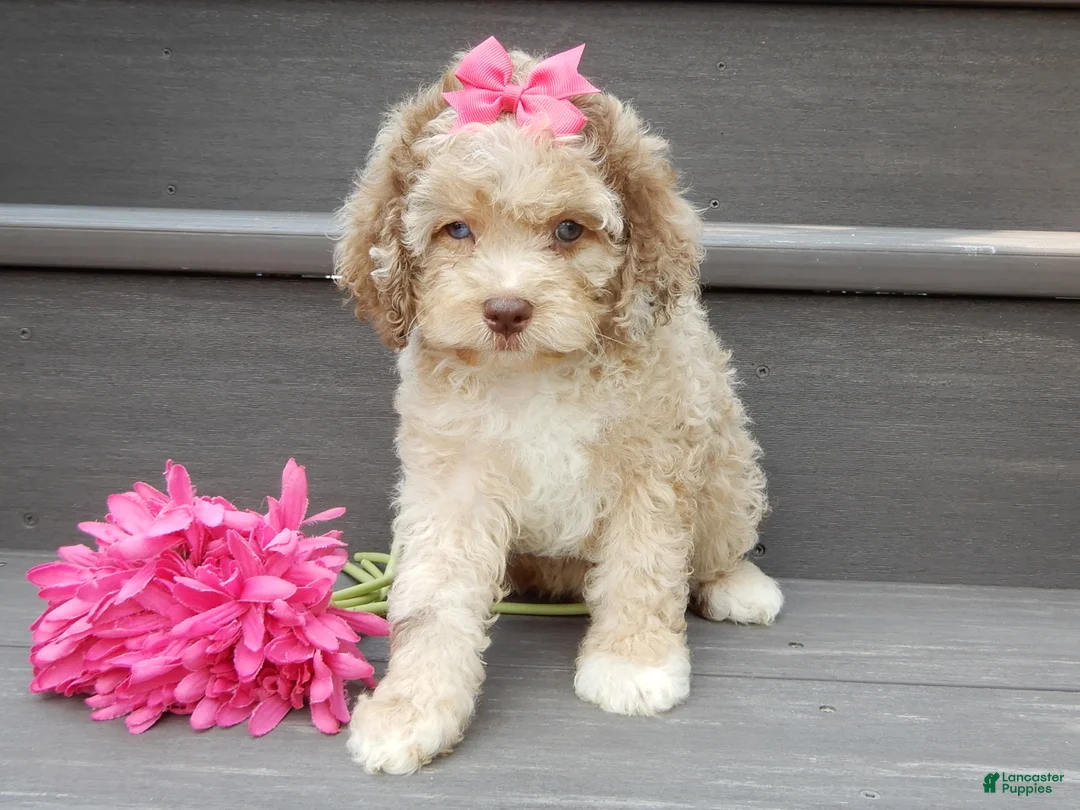 Cockapoo dogs for sale: Penny - Ad 2