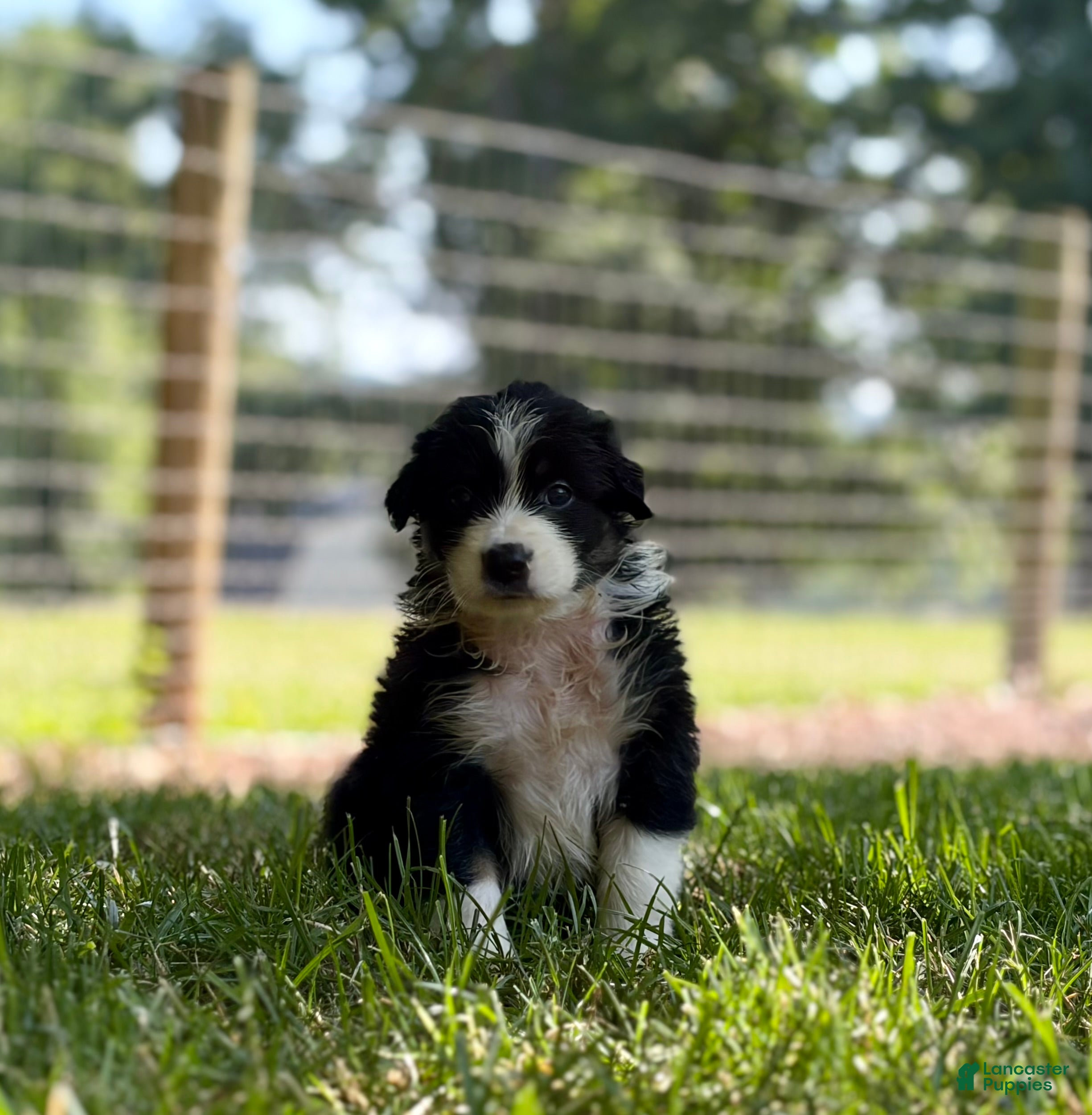 Australian Shepherd dogs Maple - Ad 2