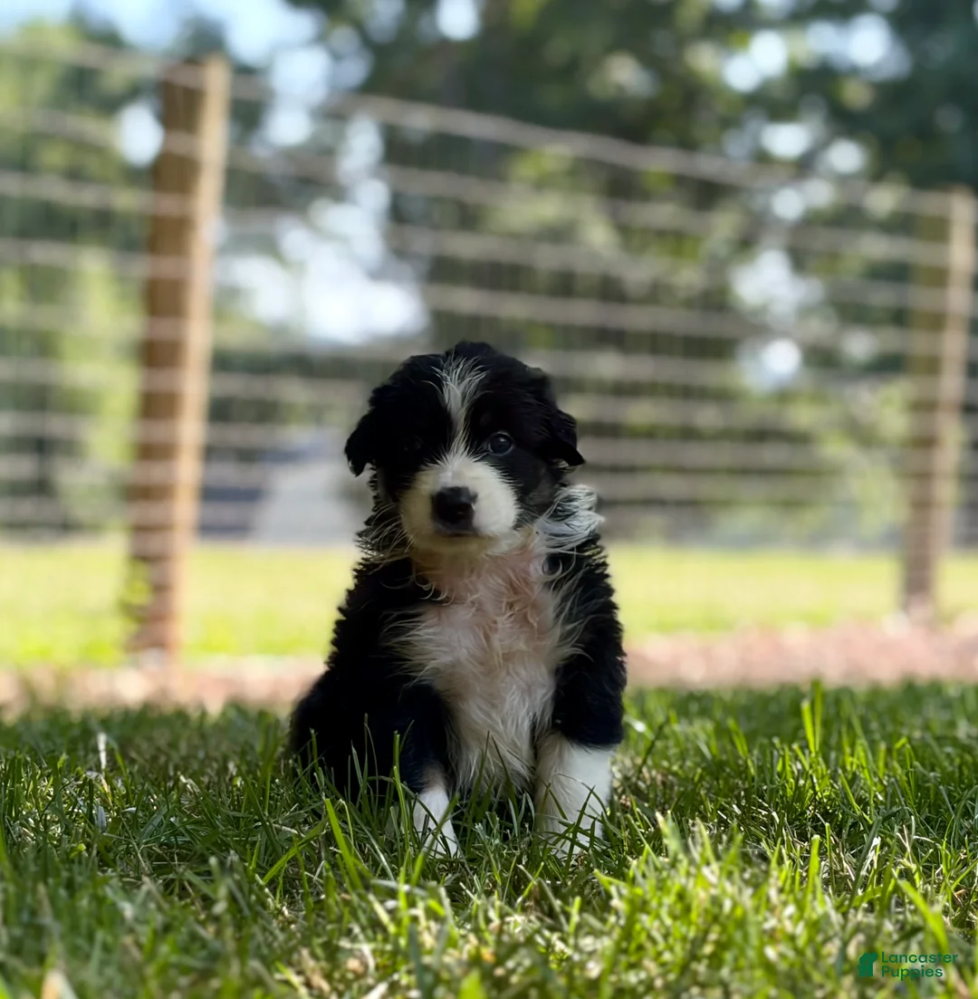 Australian Shepherd dogs for sale: Maple - Ad 2