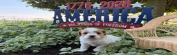 Cockapoo dogs for sale: Daisy  - Ad 4