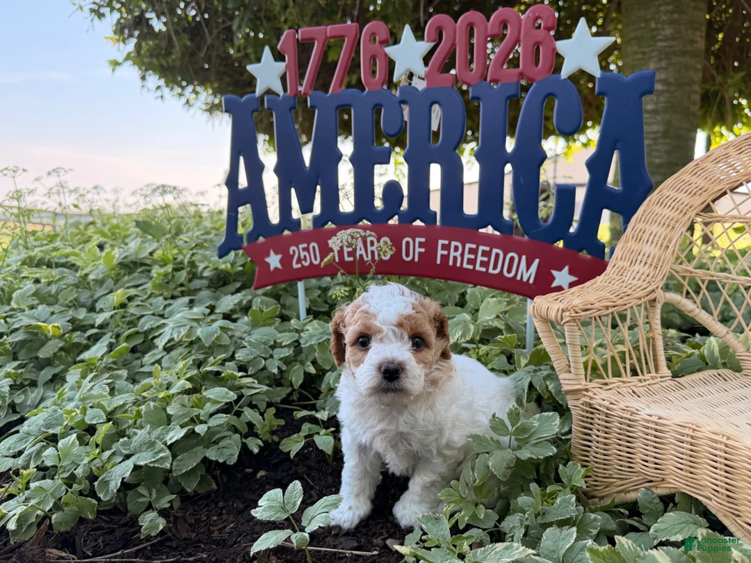 Cockapoo dogs for sale: Daisy  - Ad 4