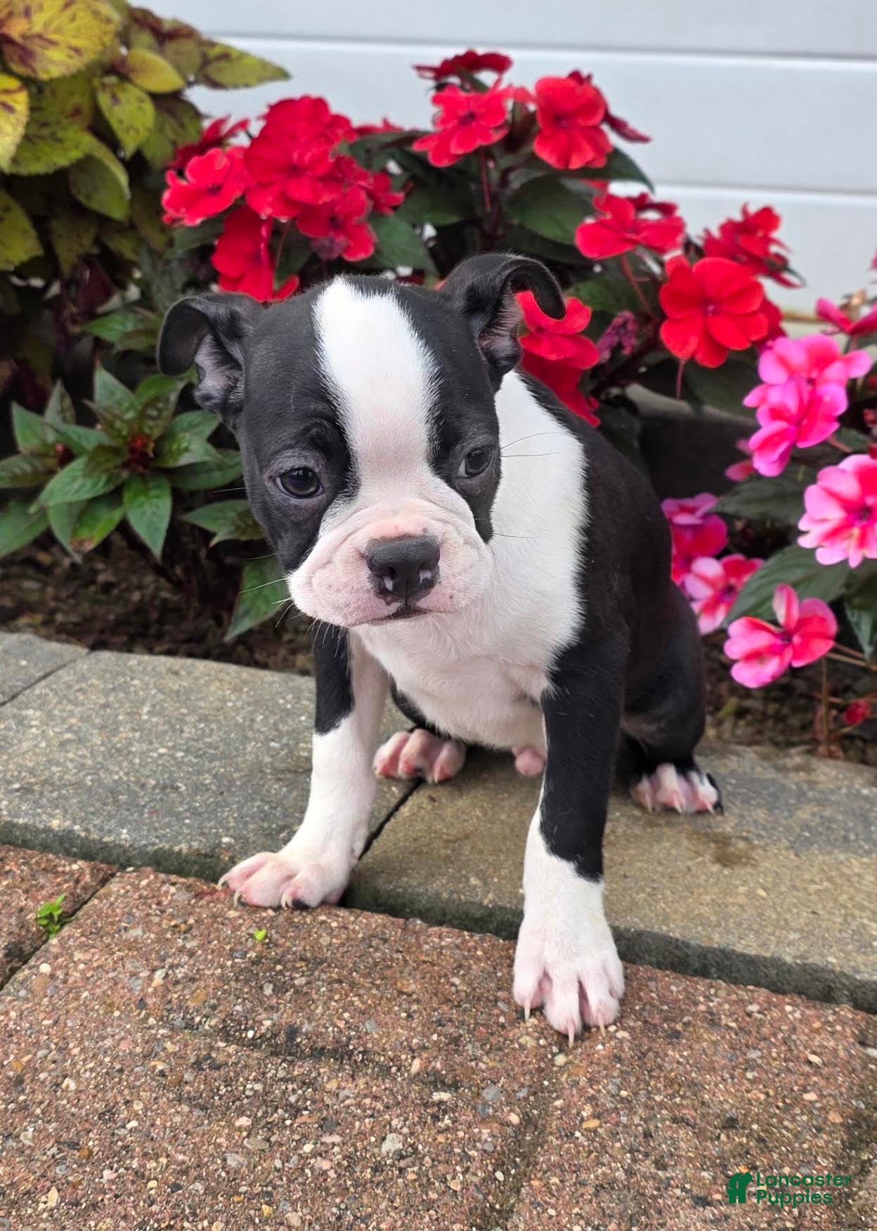 Boston Terrier dogs Jamie Boston Terrier  - Ad 1