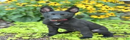 German Shepherd dogs for sale: Callie - Ad 5