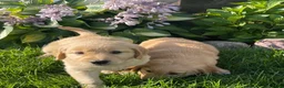 Golden Retriever dogs for sale: Golden Retriever 1 - Ad 3