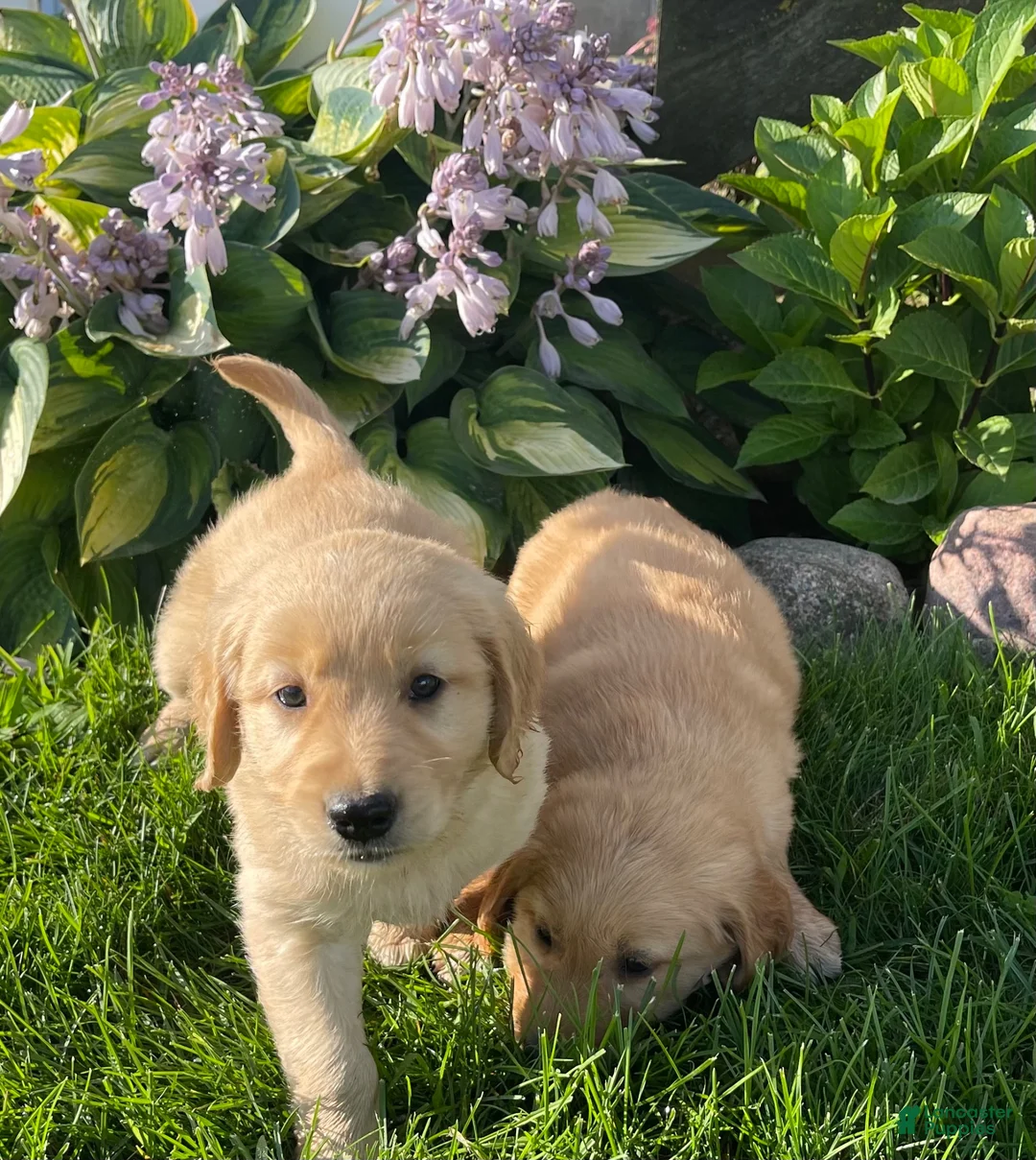 Golden Retriever dogs for sale: Golden Retriever 1 - Ad 3