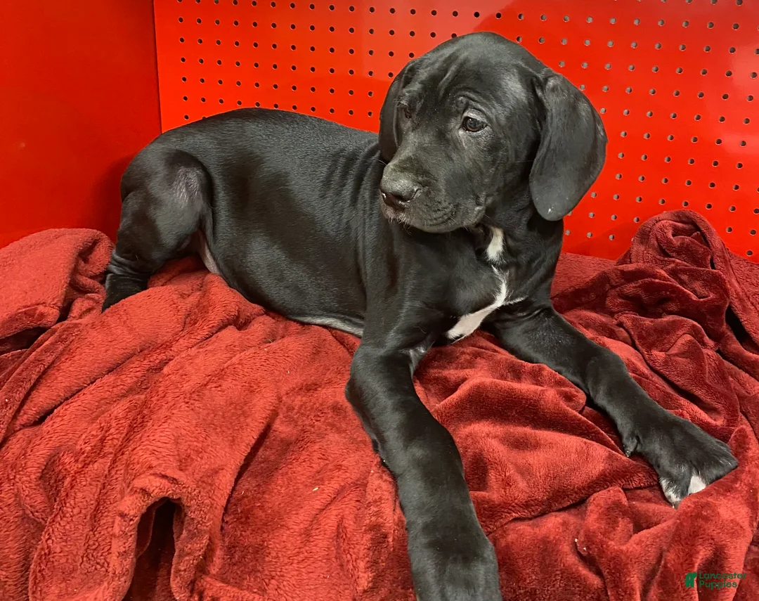 Cane Corso dogs for sale: Cane Corso Puppy 2 - Ad 2