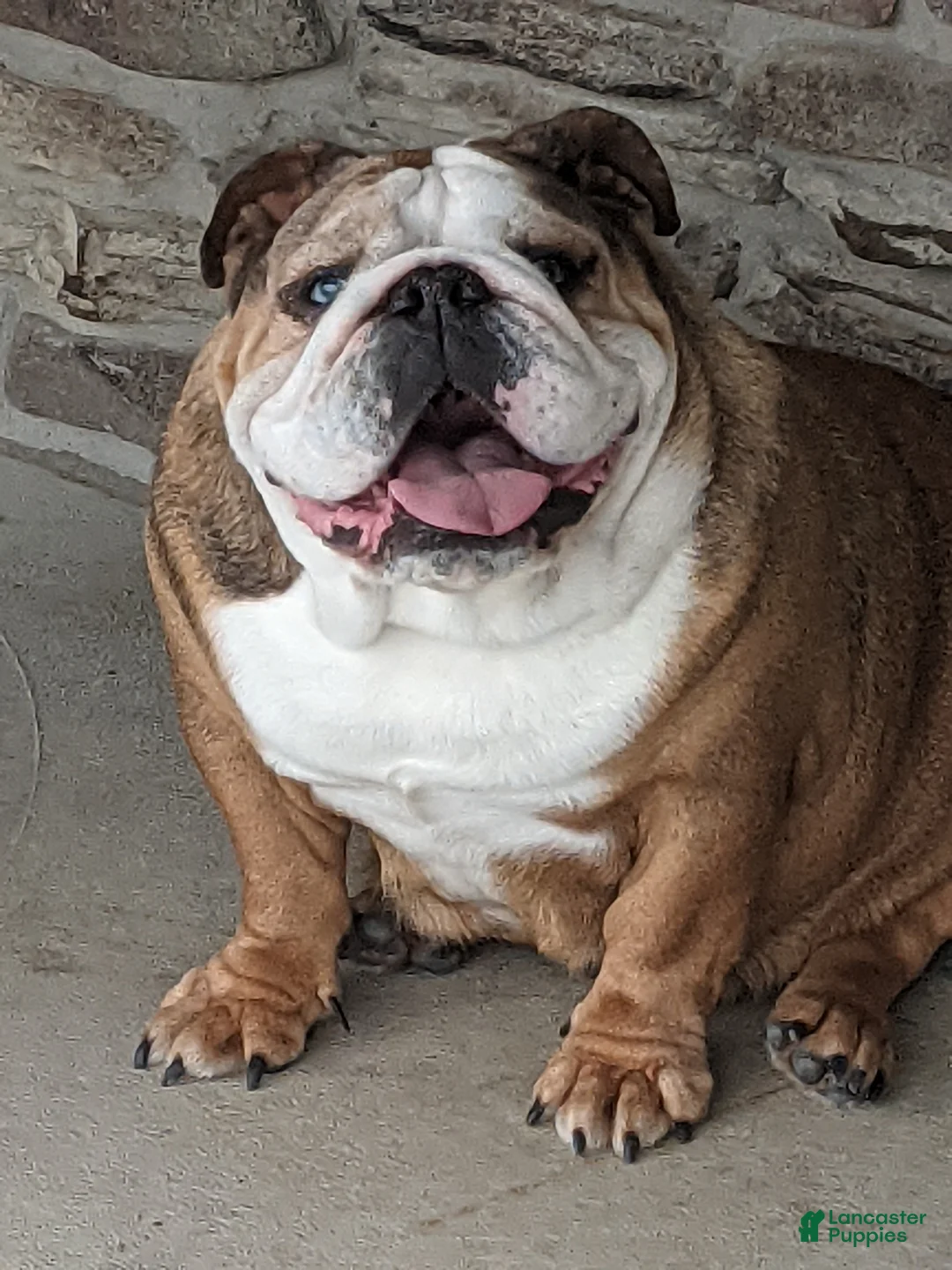 English Bulldog dogs for sale: Beatrice  - Ad 4