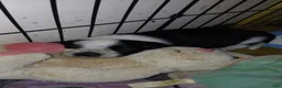 Mixed Breed dogs for sale: Harley - Ad 6