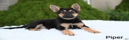 German Shepherd dogs for sale: Piper - Ad 3