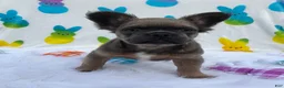 French Bulldog dogs for sale: Stewie - Ad 7