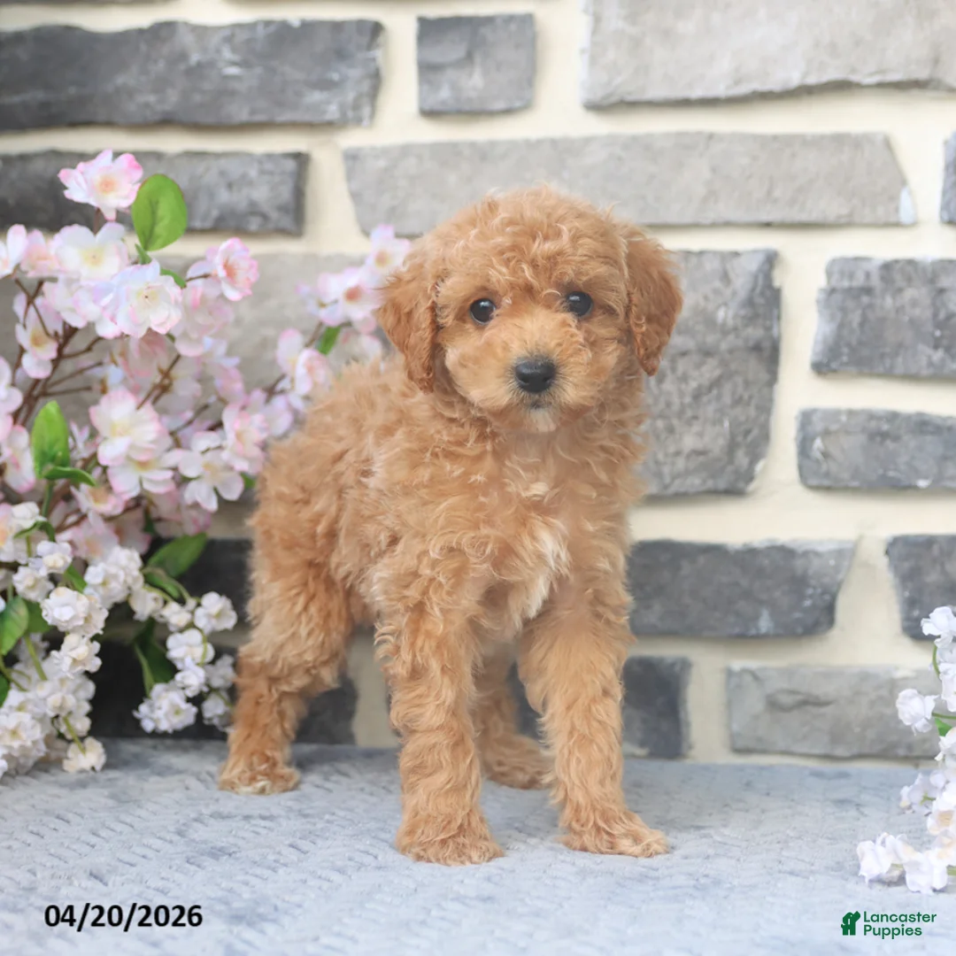 Miniature Poodle dogs for sale: Emmy - Ad 1