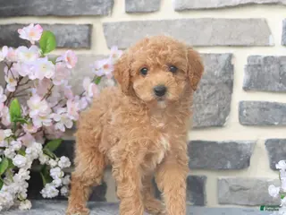 Miniature Poodle dogs for sale: Emmy - Ad 4