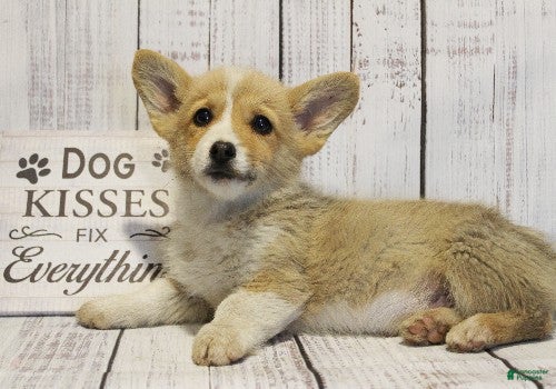 Welsh Corgi Pembroke dogs Scout - Ad 2