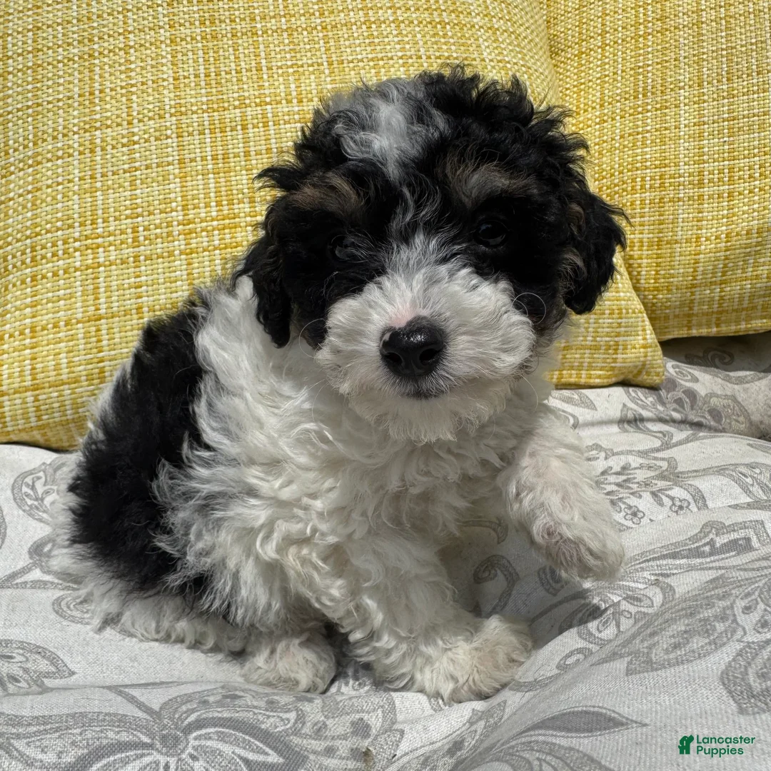 Toy Poodle dogs for sale: Oreo - Ad 6