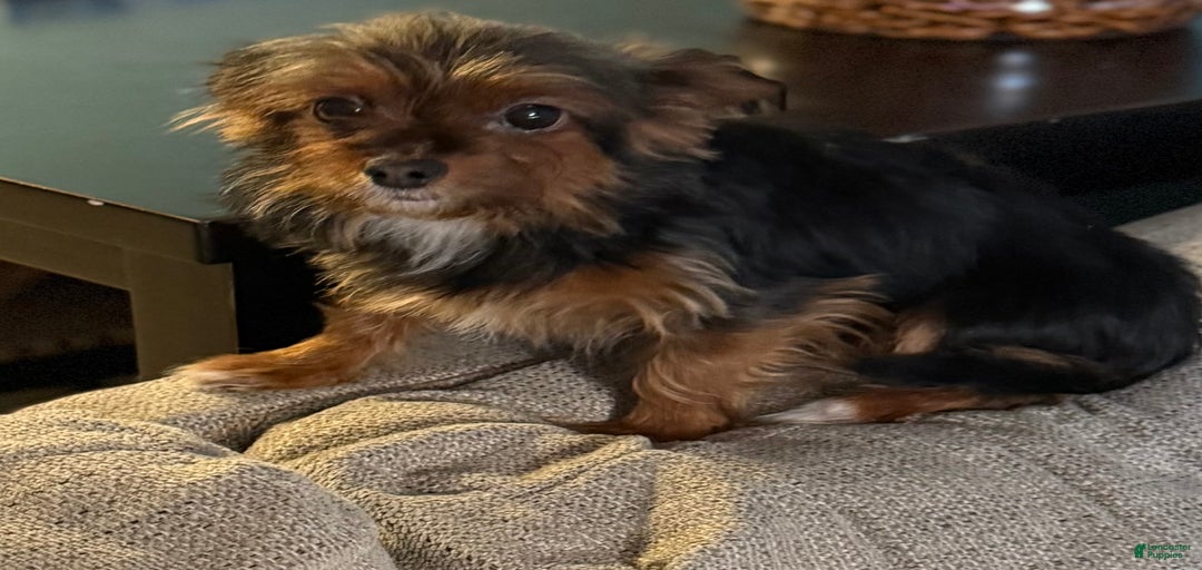 Gallery Image {{count}}