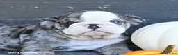 English Bulldog dogs for sale: Jackon - Ad 3