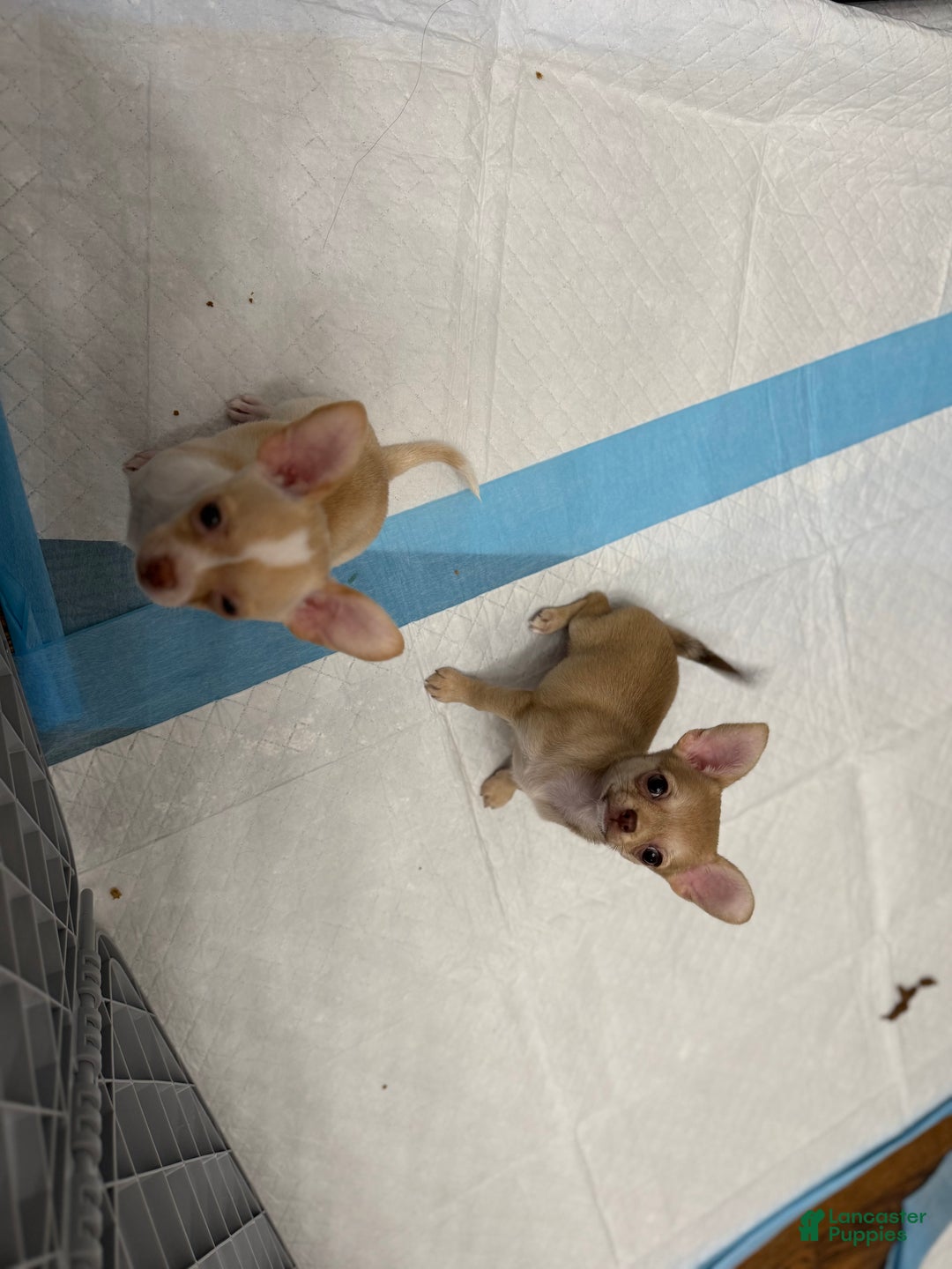 Chihuahua dogs for sale: Luna - Ad 3