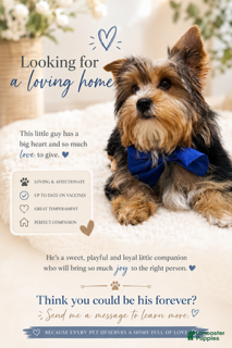 Yorkshire Terrier dogs Boy 2 - Ad 1