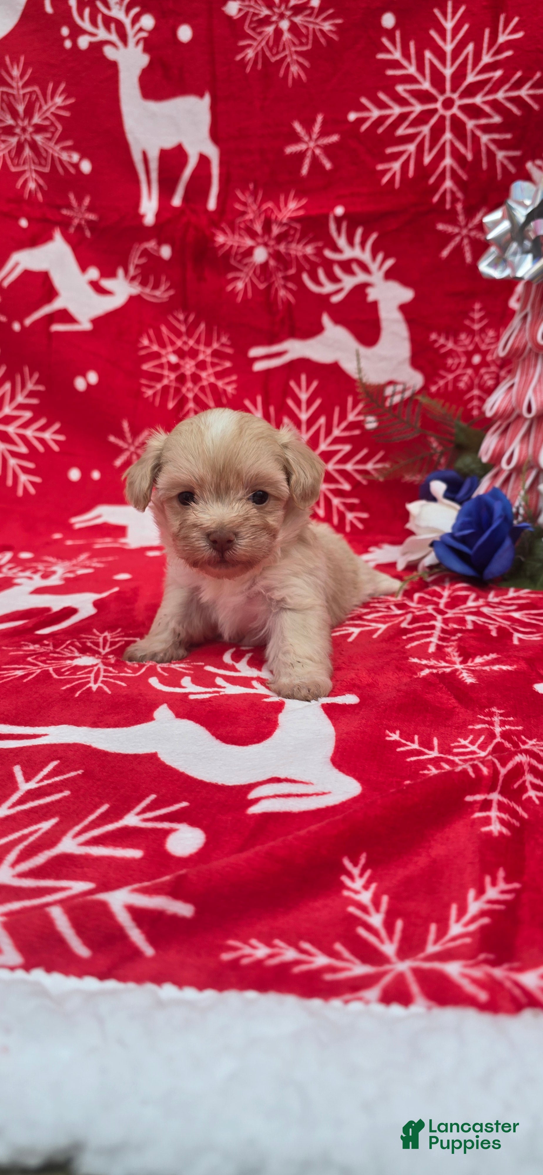 Mixed Breed dogs Liam - Ad 19