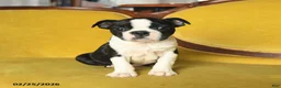 Boston Terrier dogs for sale: Roscoe - Ad 4