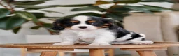 Cavalier King Charles Spaniel dogs for sale: River - Ad 3