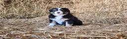 Mixed Breed dogs for sale: Sitka - Ad 1