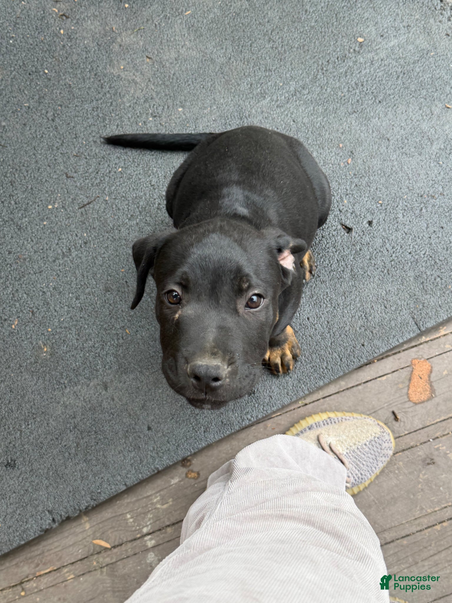 Mixed Breed dogs Mixed Breed Puppy 5 - Ad 18