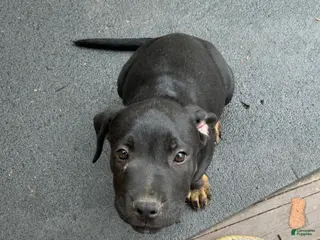 Mixed Breed dogs Mixed Breed Puppy 5 - Ad 18