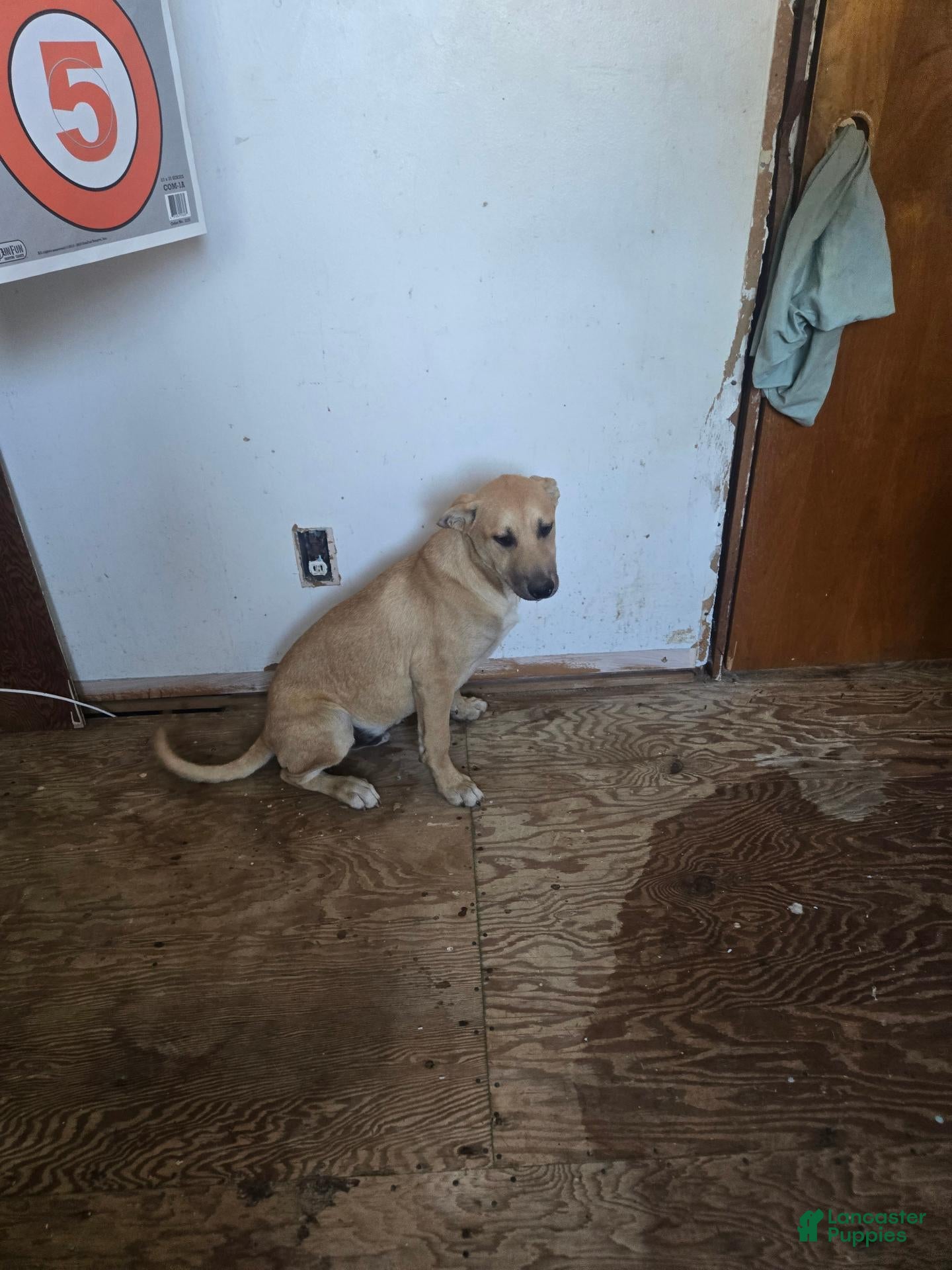 Mixed Breed dogs for sale: Mixed Breed 5 - Ad 37