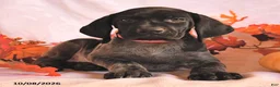 German Shorthaired Pointer dogs for sale: Cassidy - Ad 3