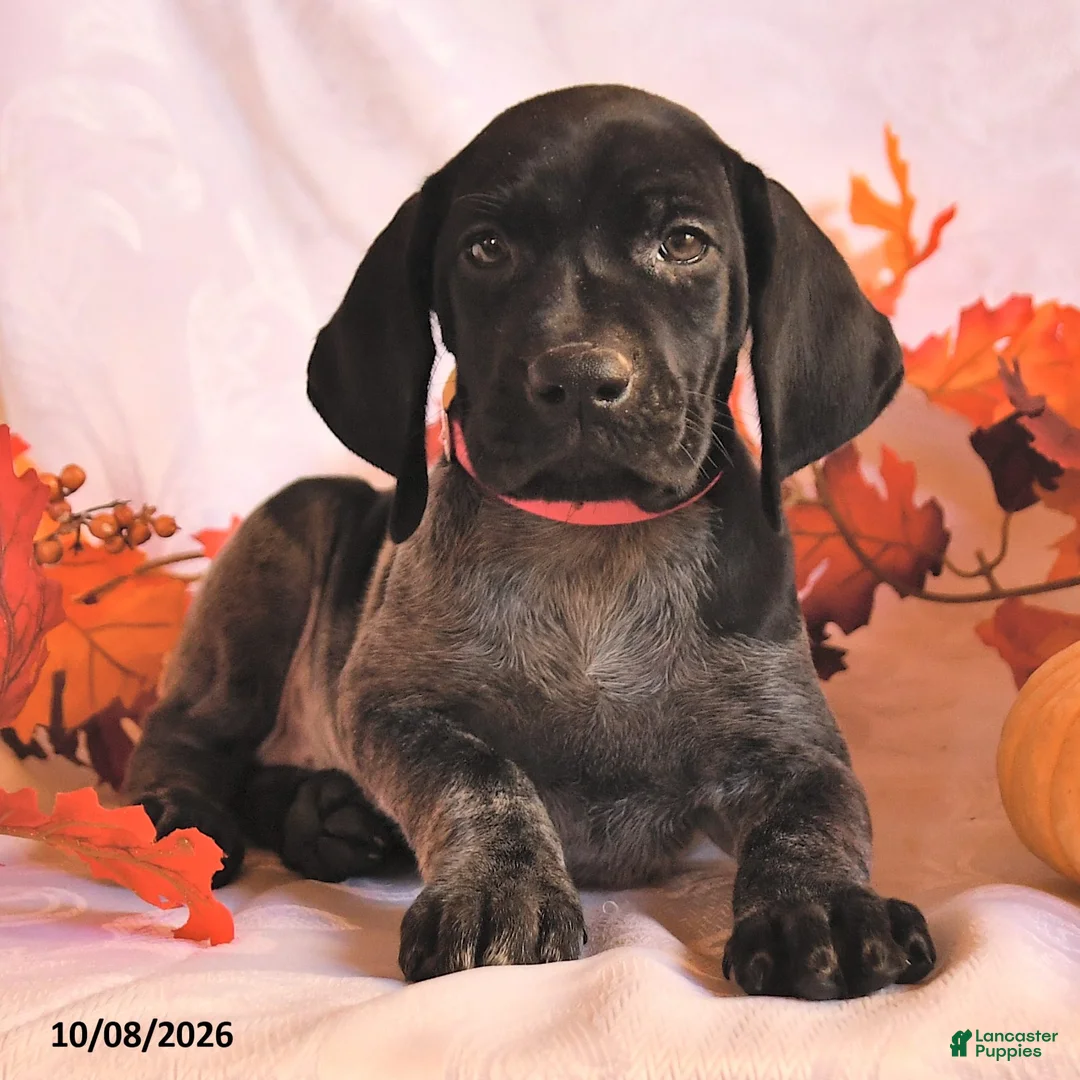 German Shorthaired Pointer dogs for sale: Cassidy - Ad 3