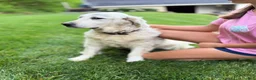 Mini Goldendoodle dogs for sale: Bentley - Ad 4