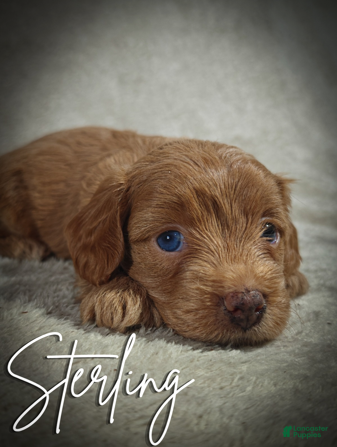 Cavapoo dogs for sale: Sterling (Micro Cavapoo) - Ad 1