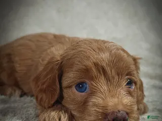 Cavapoo dogs for sale: Sterling (Micro Cavapoo) - Ad 1