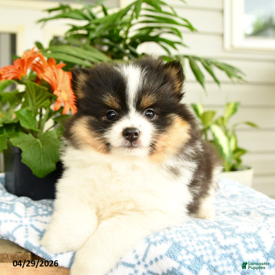 Pomeranian dogs Balto - Ad 2