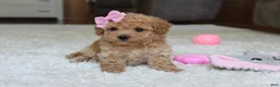 Bichpoo dogs for sale: Lexy - Ad 8