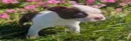 Boston Terrier dogs for sale: Red Pepper - Ad 4