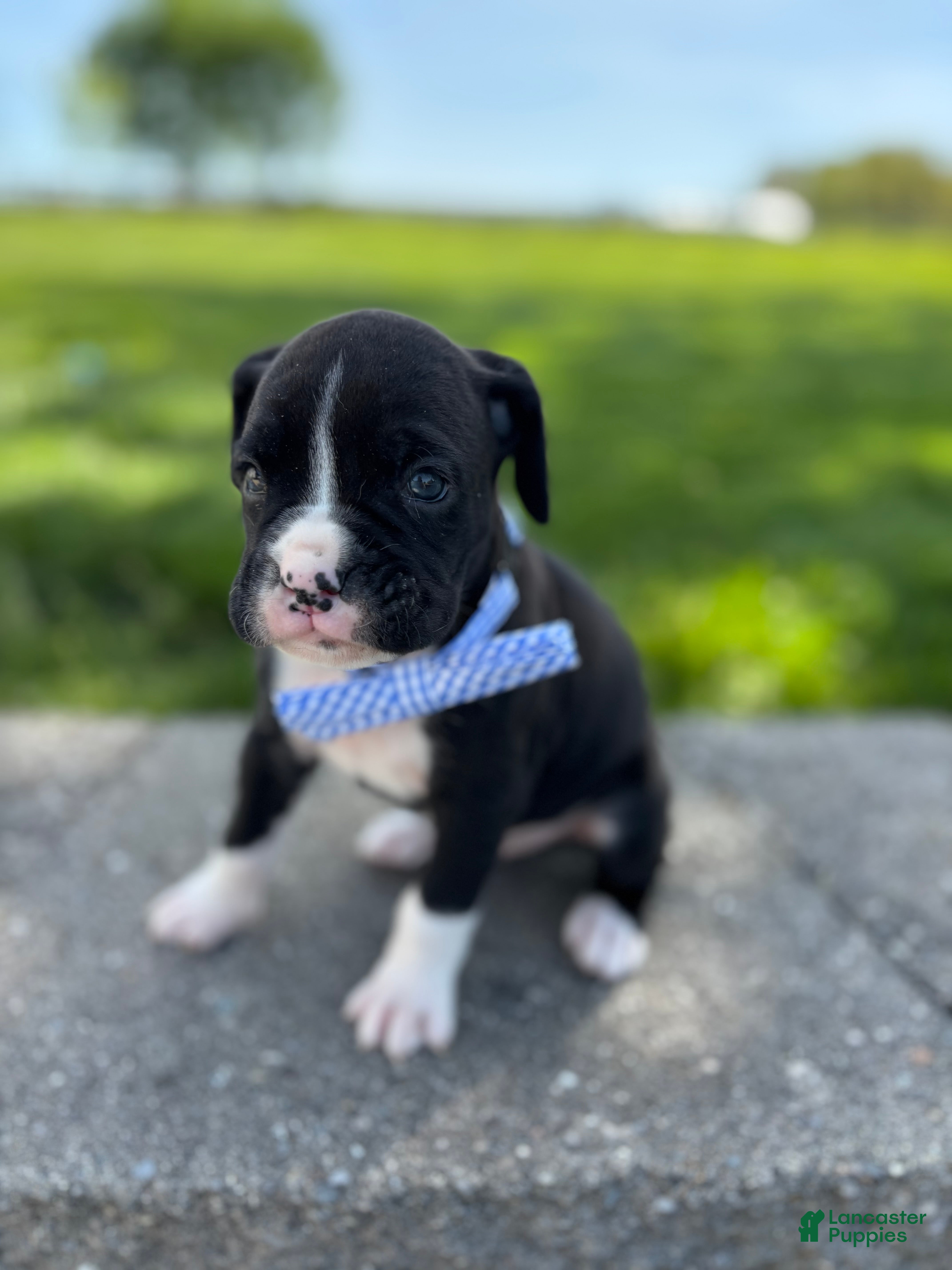 Boxer dogs Arnold - Ad 2